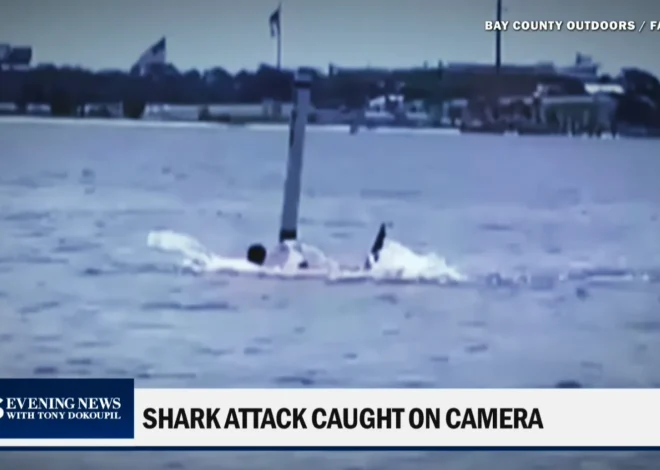 Grave ataque de tiburón deja herido a empleado de la Marina en Florida