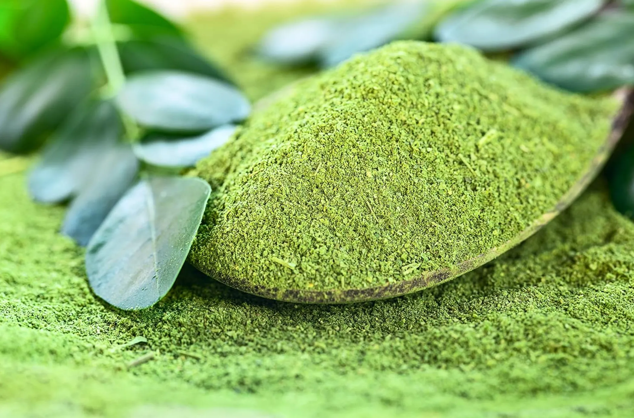 Moringa: El “árbol milagroso” que sorprende a la ciencia por su potencial contra el cáncer